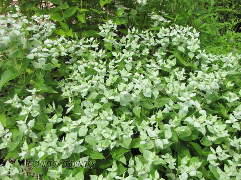 Short Toothed Mountain Mint / Pycnanthemum muticum Photo