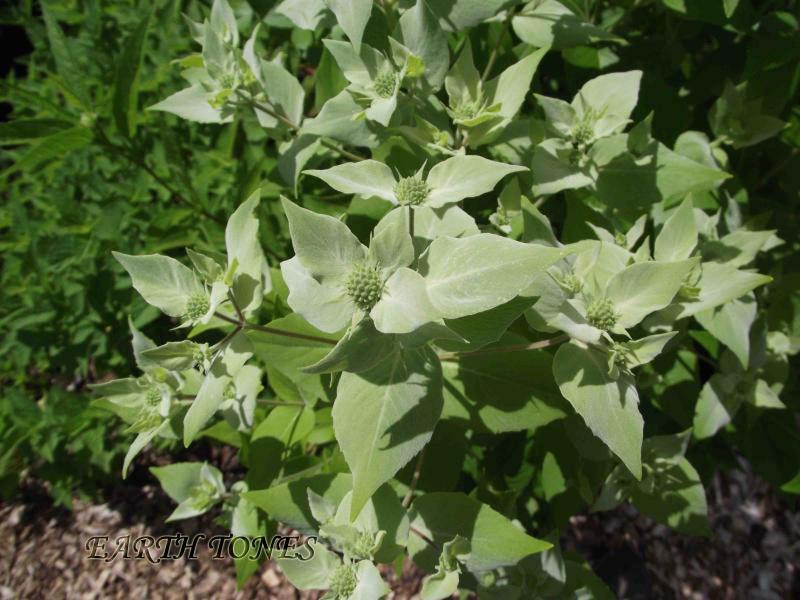 Pycnanthemum muticum #1 (Short-toothed Mountain Mint) - Scioto Gardens  Nursery