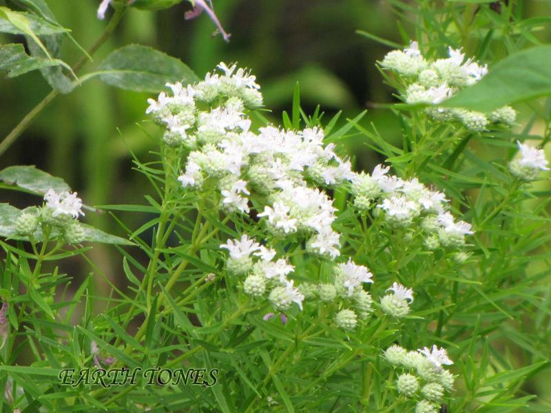 Narrow-leaved Mountain Mint / Pycnanthemum tenuifolium Photo