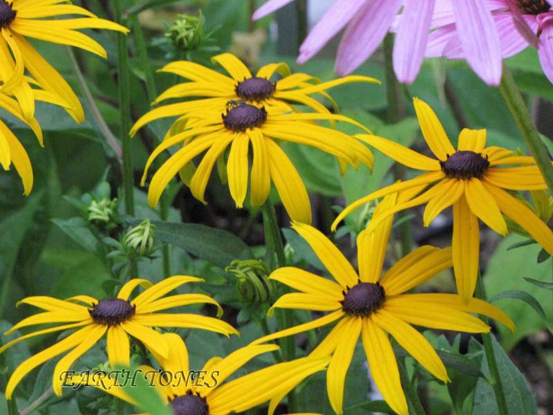 Showy or Golden Coneflower / Rudbeckia fulgida Photo