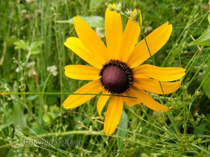 Black-eyed Susan / Rudbeckia hirta Photo