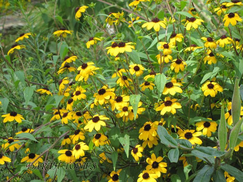 Brown-eyed Susan / Rudbeckia triloba Photo