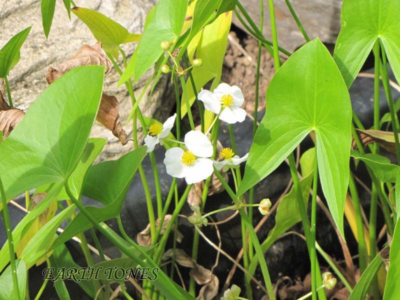 Big-leaved Arrowhead / Sagittaria latifolia Photo