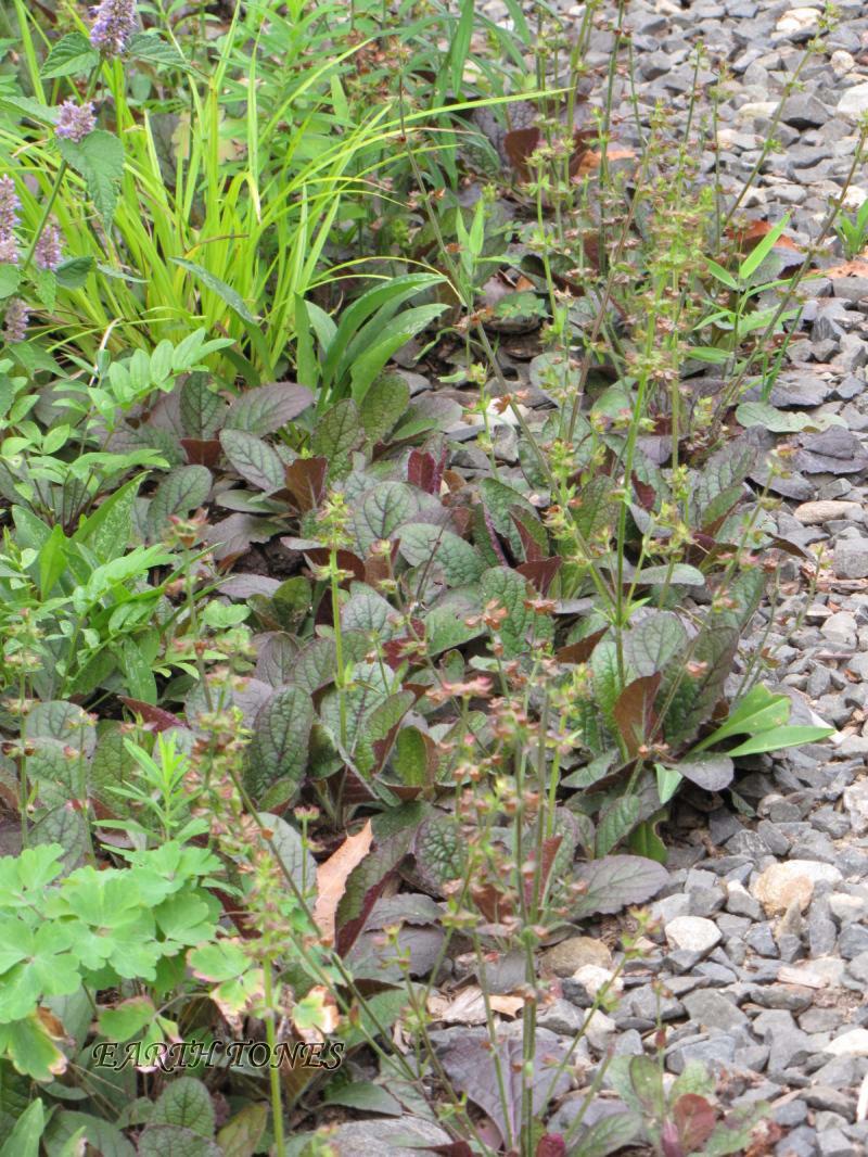 Salvia/ Lyre-leafed Sage / Salvia lyrata Photo