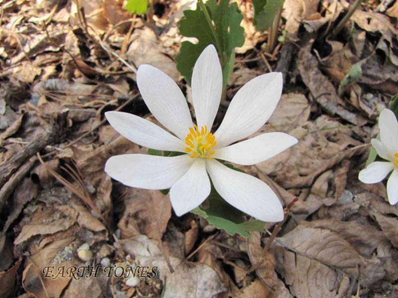 Bloodroot / Sanguinaria canadensis  Photo